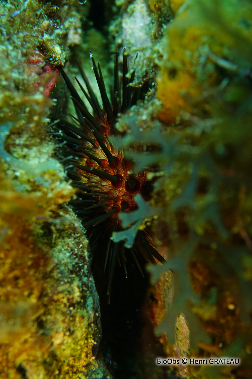 Oursin de récif - Echinometra lucunter - Henri GRATEAU - BioObs