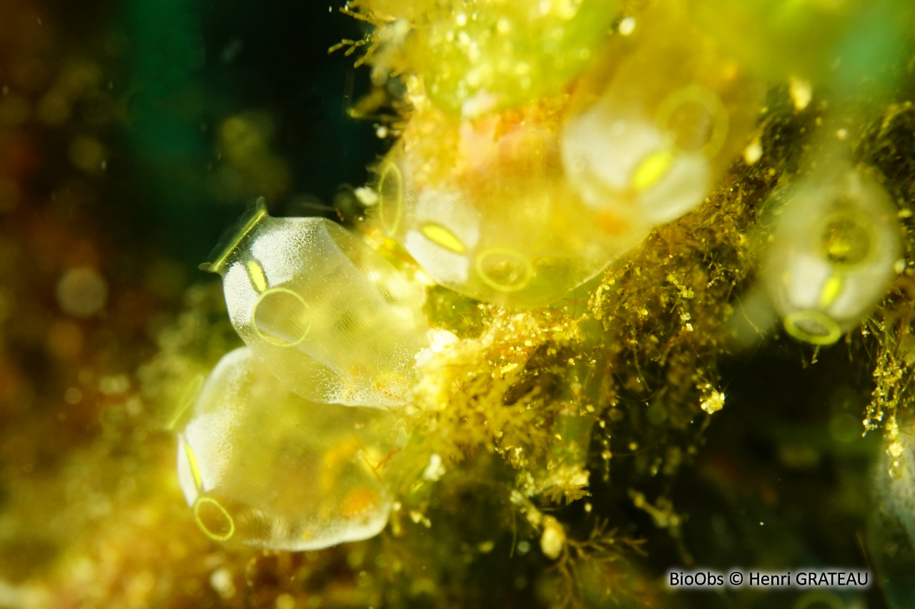 Perophora à tache orange - Perophora regina - Henri GRATEAU - BioObs