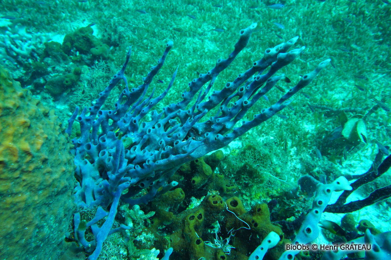 Eponge-pieuvre mauve rose - Callyspongia (Callyspongia) fallax - Henri GRATEAU - BioObs