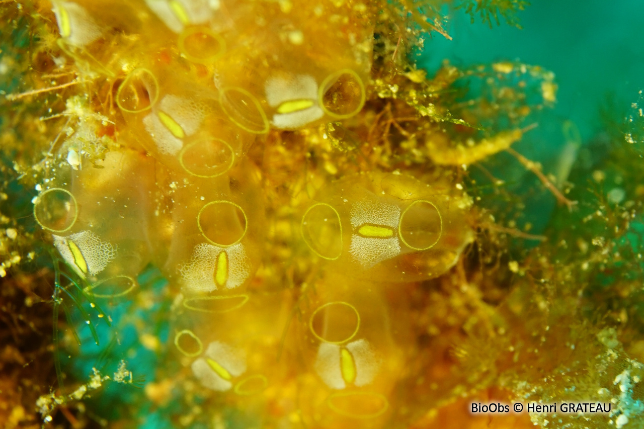 Perophora à tache orange - Perophora regina - Henri GRATEAU - BioObs