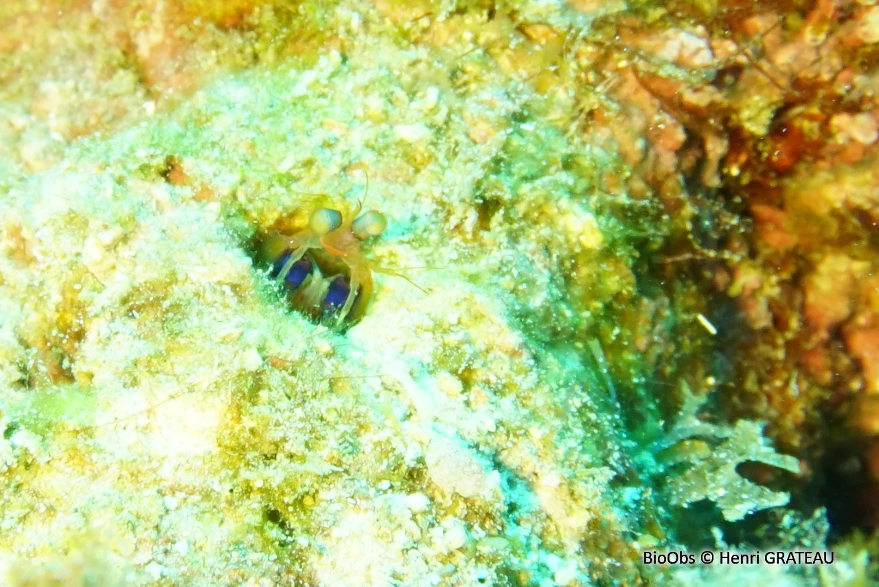 Squille de Curaçao - Neogonodactylus curacaoensis - Henri GRATEAU - BioObs
