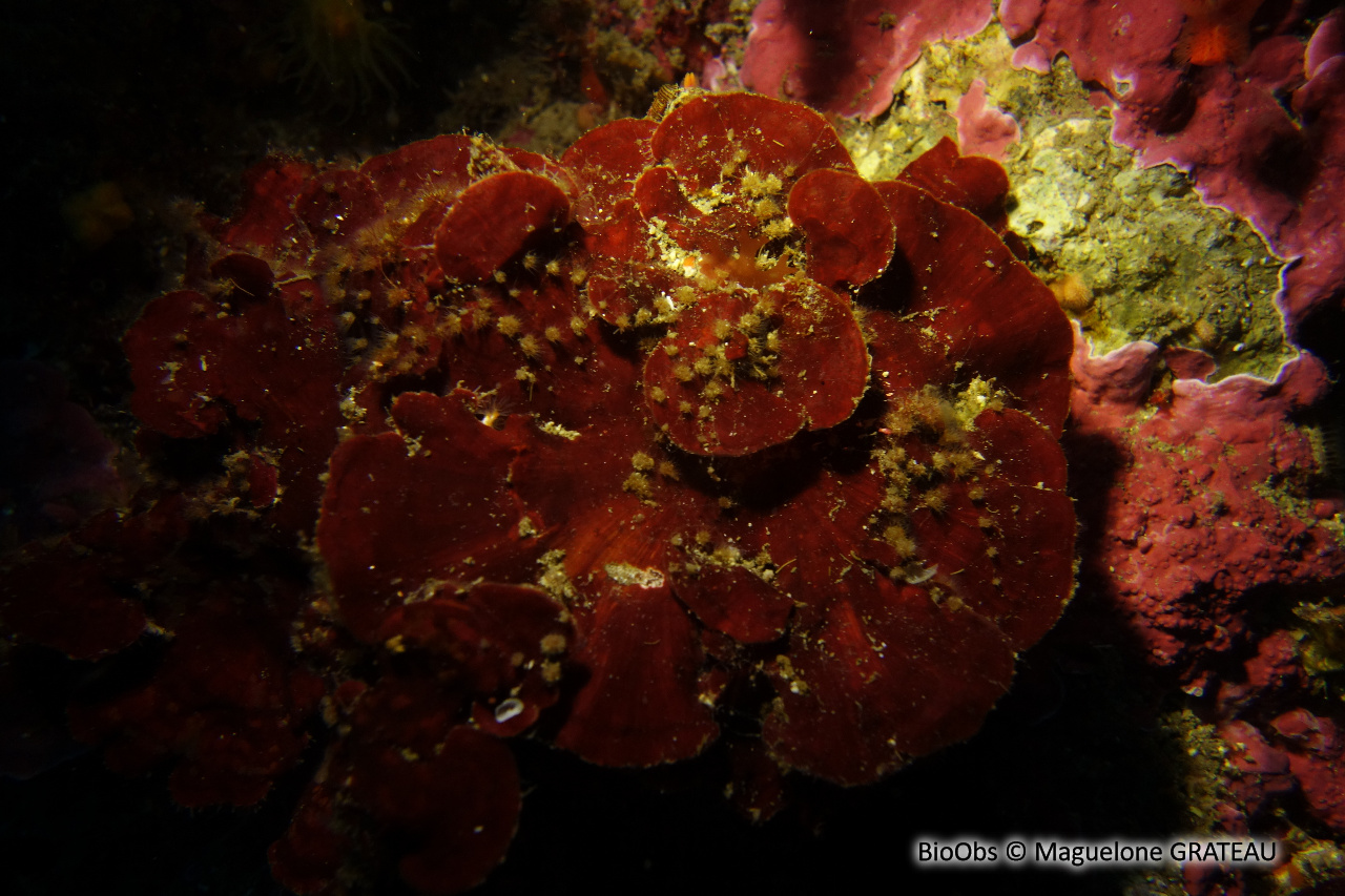 Peyssonnele rouge - Peyssonnelia rubra - Maguelone GRATEAU - BioObs