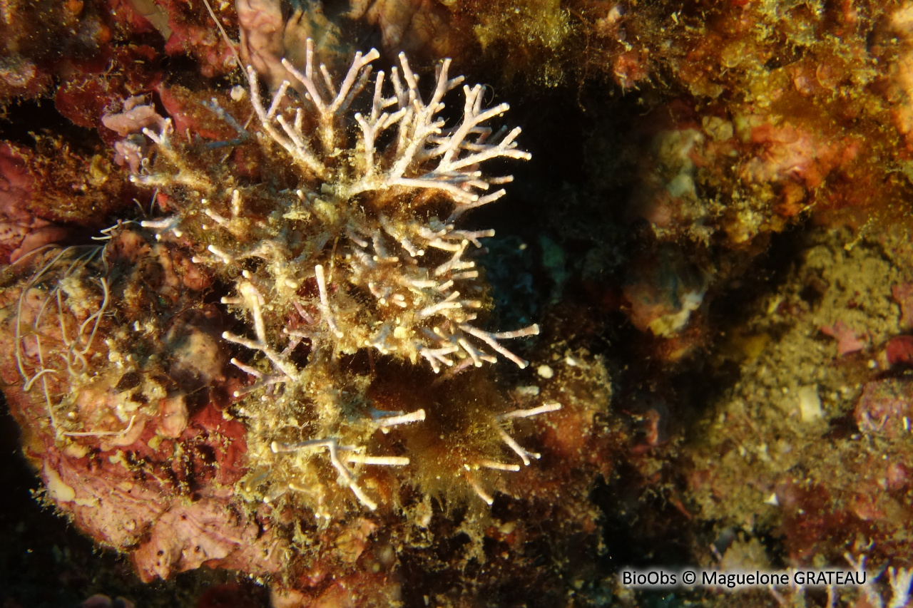 Amphiroa rigide - Amphiroa rigida - Maguelone GRATEAU - BioObs