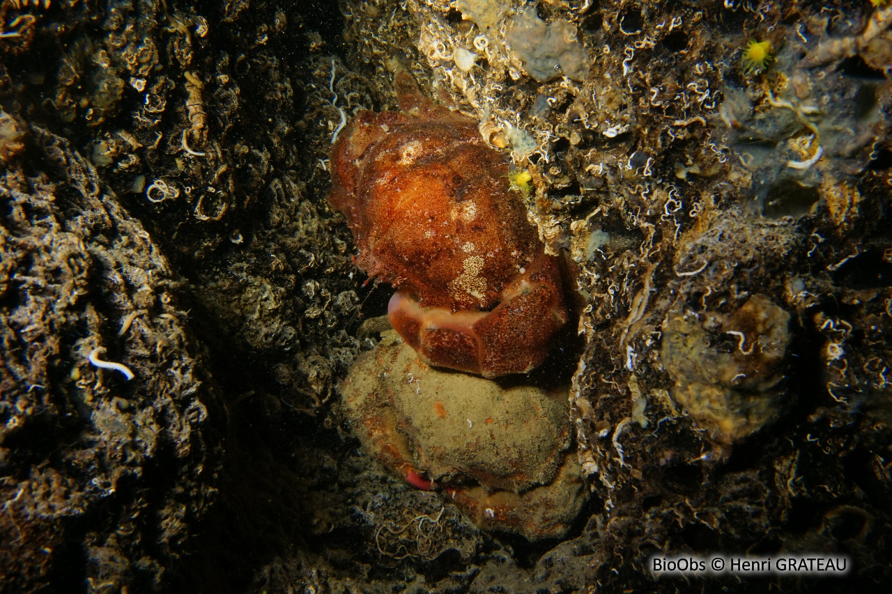 Dromie, petit crabe - Dromia personata - Henri GRATEAU - BioObs