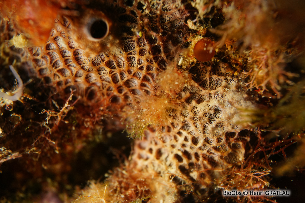 Ircinie réticulée - Ircinia retidermata - Henri GRATEAU - BioObs