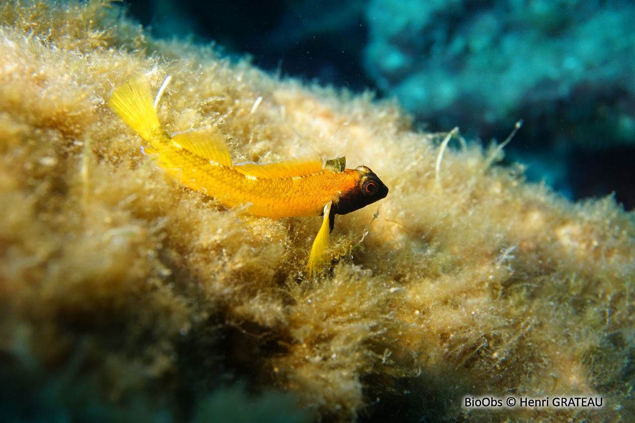 Triptérygion jaune - Tripterygion delaisi - Henri GRATEAU - BioObs