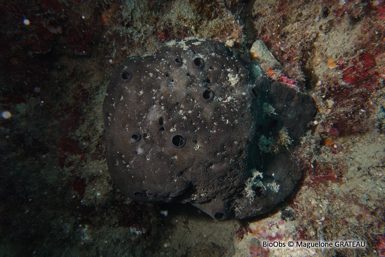 Eponge cornée noire - Scalarispongia scalaris - Maguelone GRATEAU - BioObs