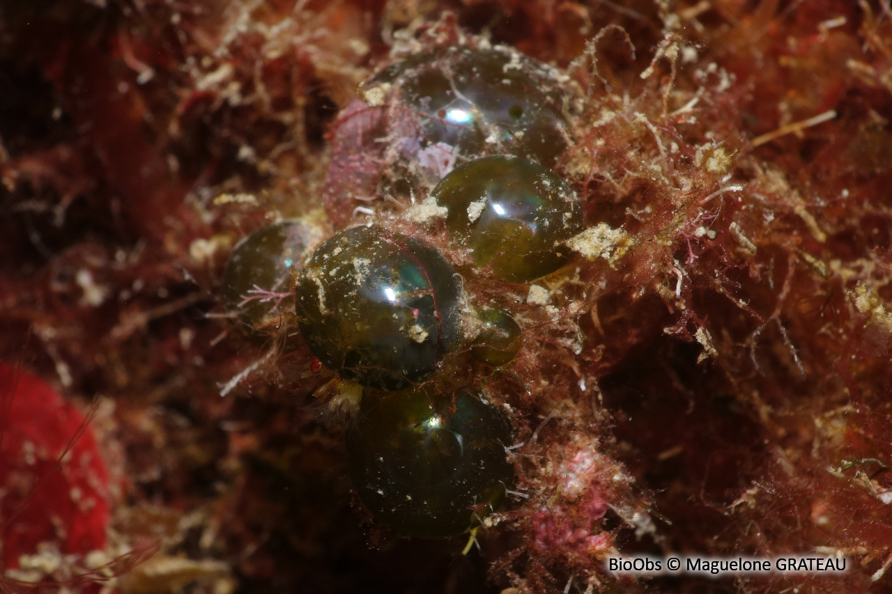 Valonie grosse bulle - Valonia macrophysa - Maguelone GRATEAU - BioObs