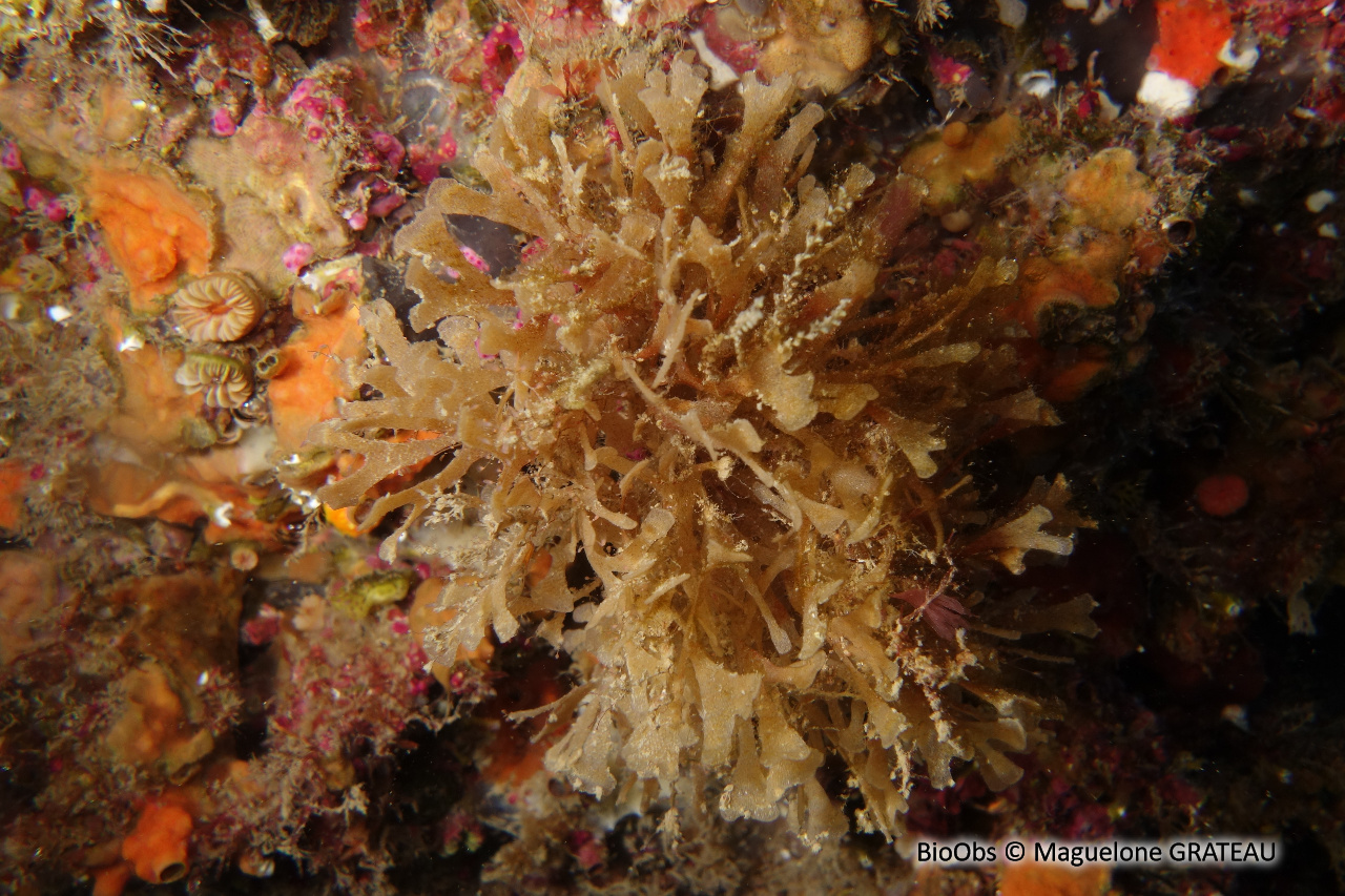 Chartelle délicate de Méditerranée - Chartella tenella - Maguelone GRATEAU - BioObs