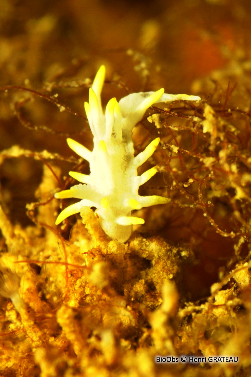 Okenia de Pico - Goniodoridella picoensis - Henri GRATEAU - BioObs