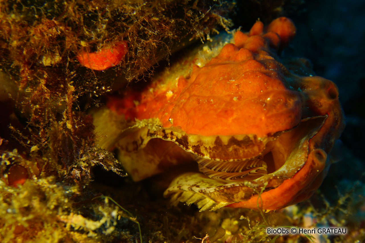 Spondyle pied-d'âne - Spondylus gaederopus - Henri GRATEAU - BioObs