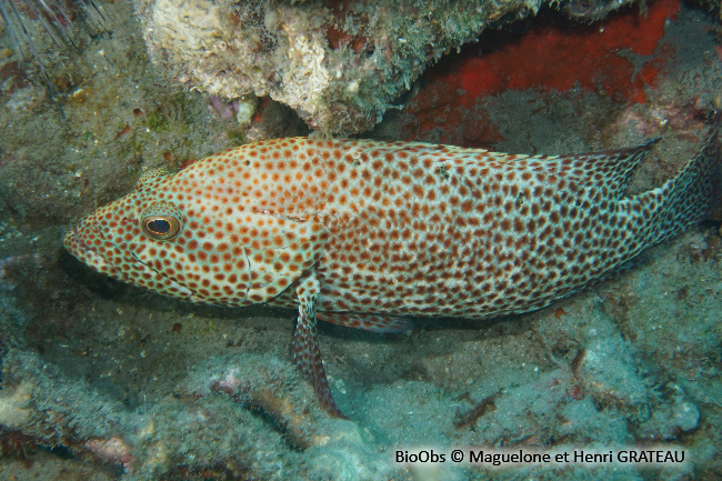 Mérou de roche Caraïbes - Cephalopholis cruentata - Maguelone GRATEAU - BioObs