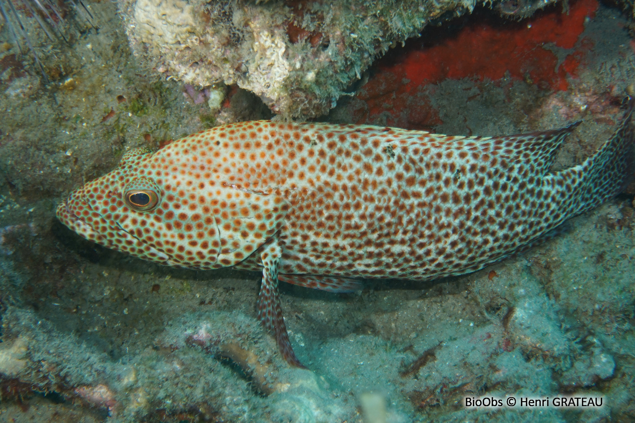 Mérou de roche Caraïbes - Cephalopholis cruentata - Henri GRATEAU - BioObs