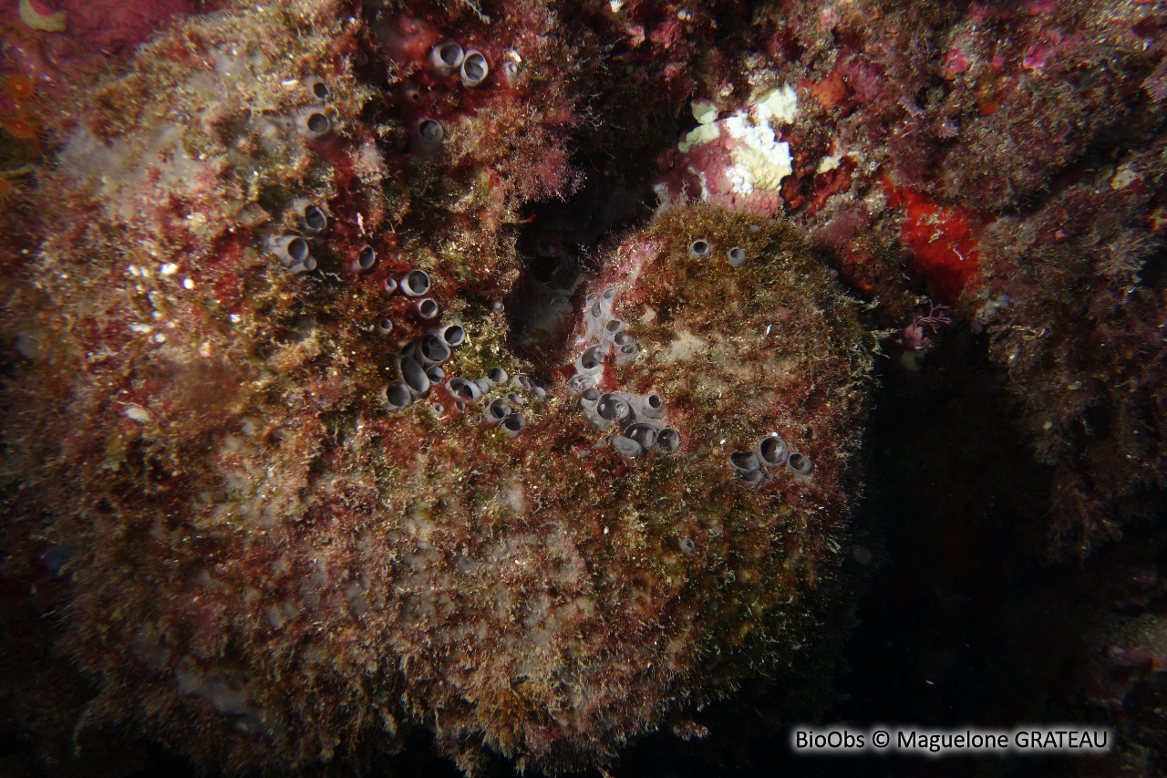 Eponge fétide - Sarcotragus foetidus - Maguelone GRATEAU - BioObs