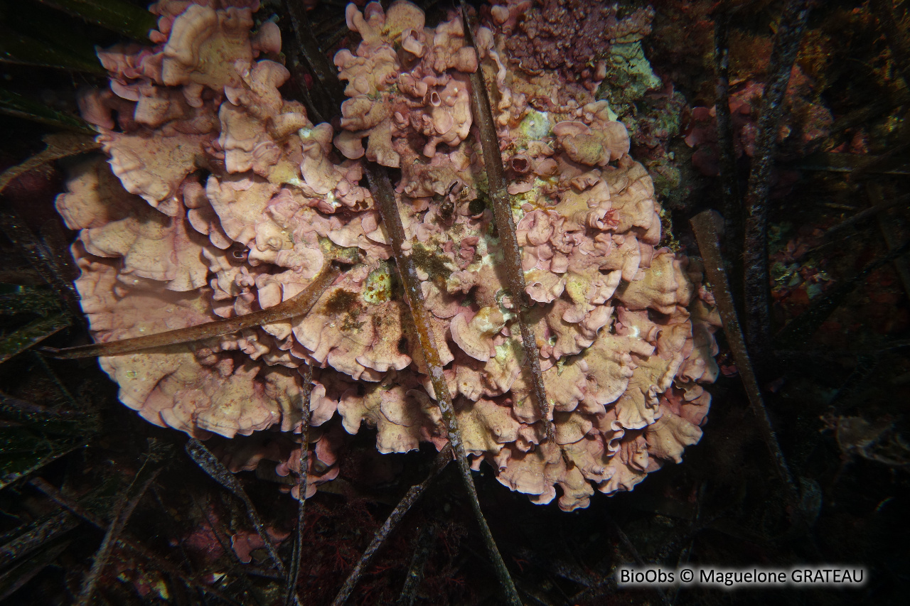 Grand mésophylle - Mesophyllum expansum - Maguelone GRATEAU - BioObs