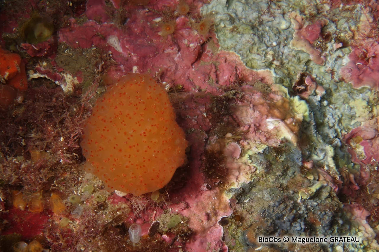 Pseudodistoma corse - Pseudodistoma cyrnusense - Maguelone GRATEAU - BioObs