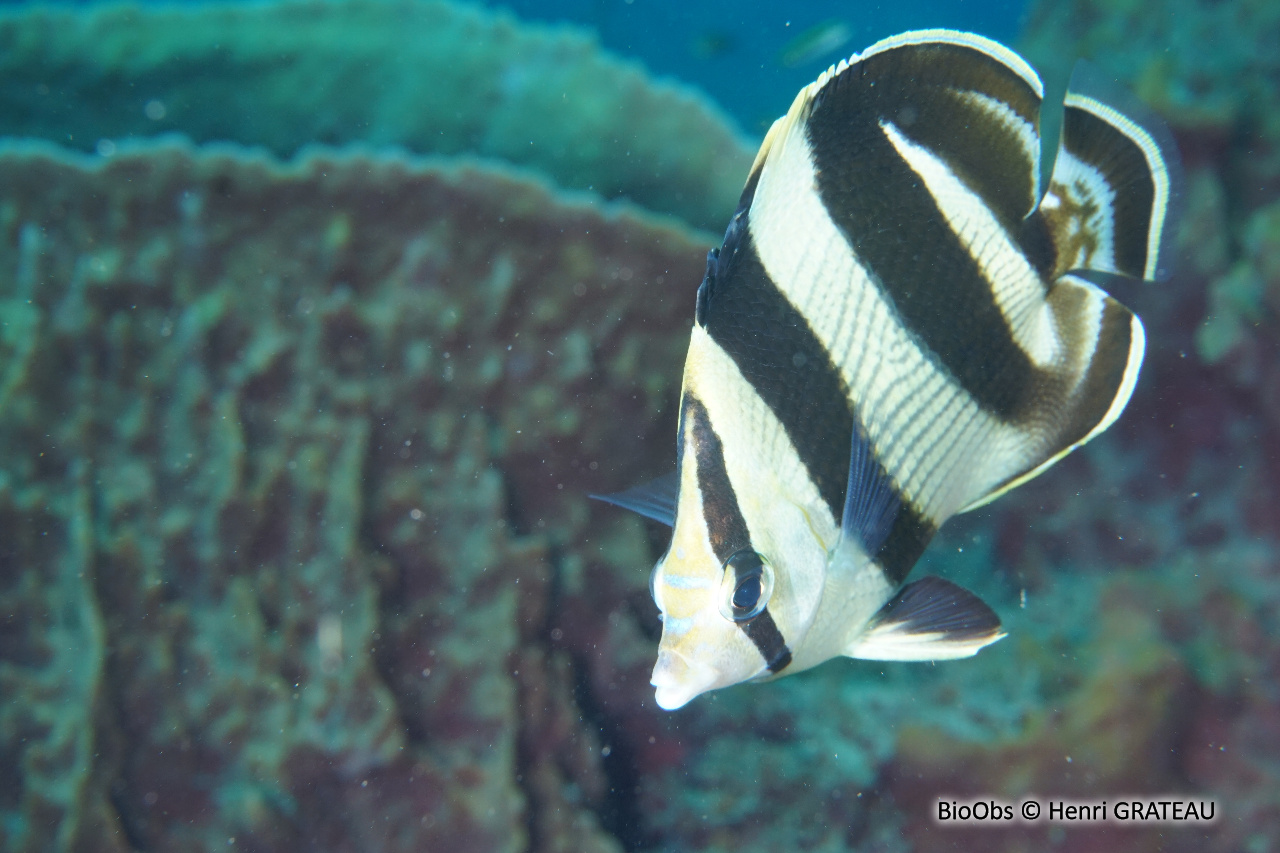 Poisson-papillon strié - Chaetodon striatus - Henri GRATEAU - BioObs