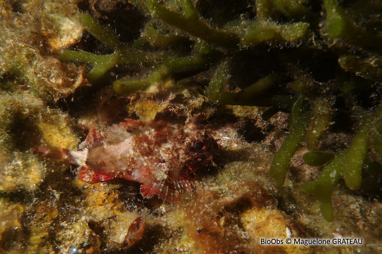 Petite rascasse de récif - Scorpaenodes caribbaeus - Maguelone GRATEAU - BioObs