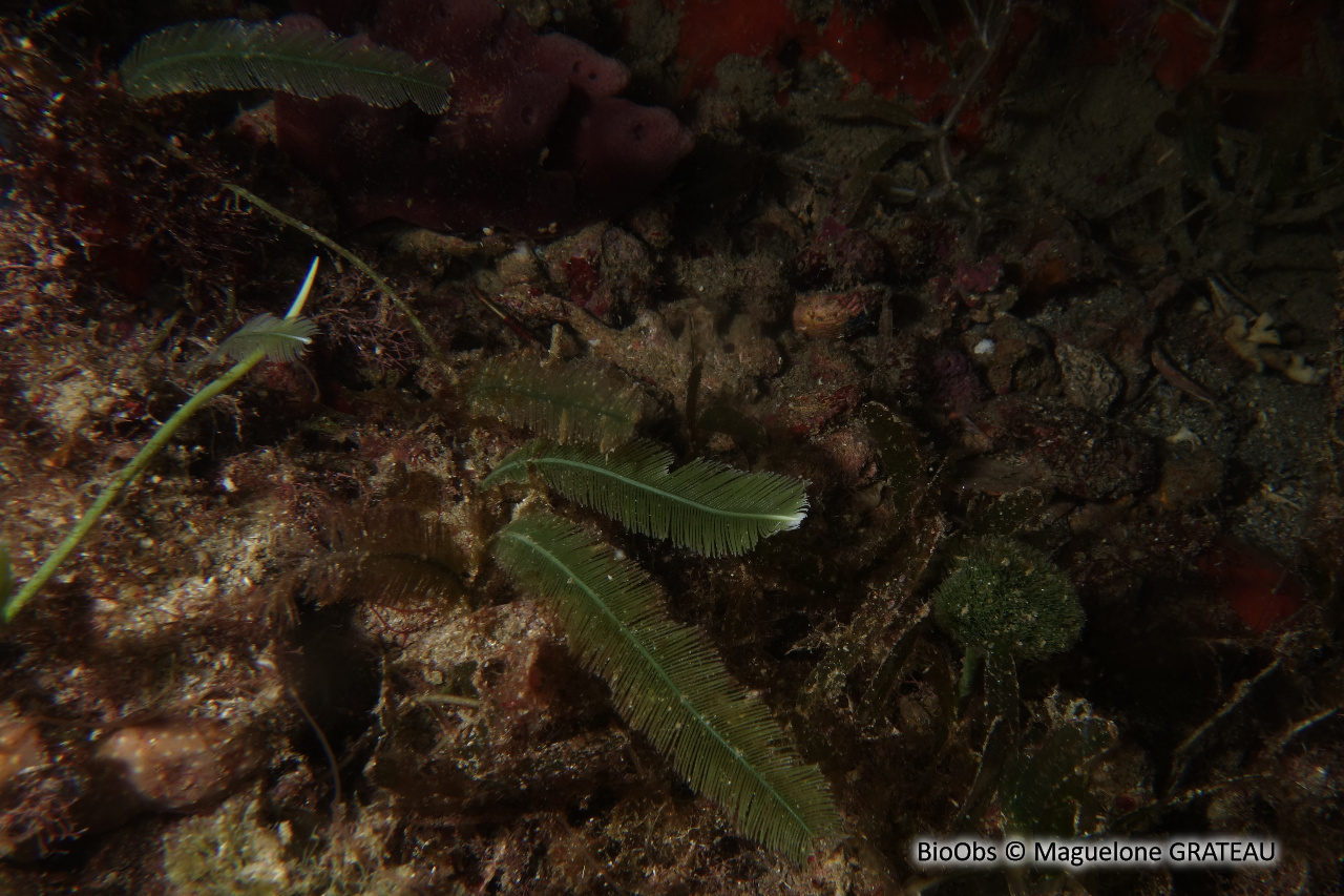 Caulerpe plume - Caulerpa sertularioides - Maguelone GRATEAU - BioObs