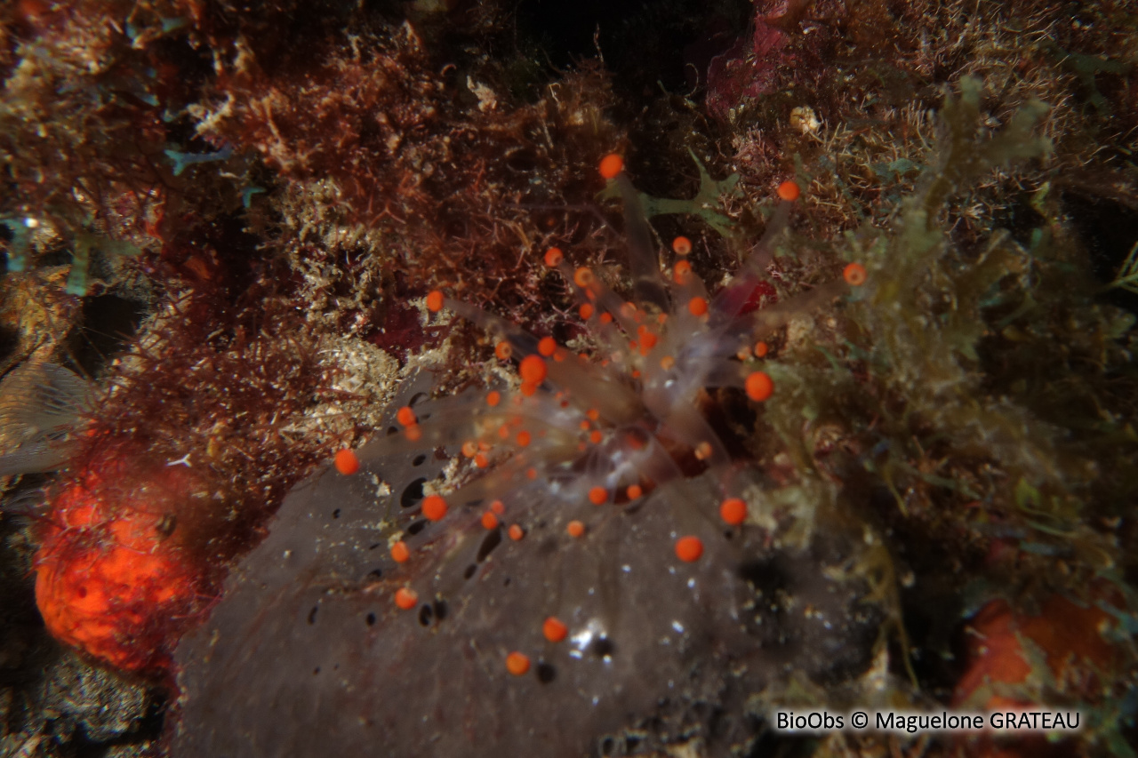 Corallimorphaire jongleur - Corynactis caribbeorum - Maguelone GRATEAU - BioObs