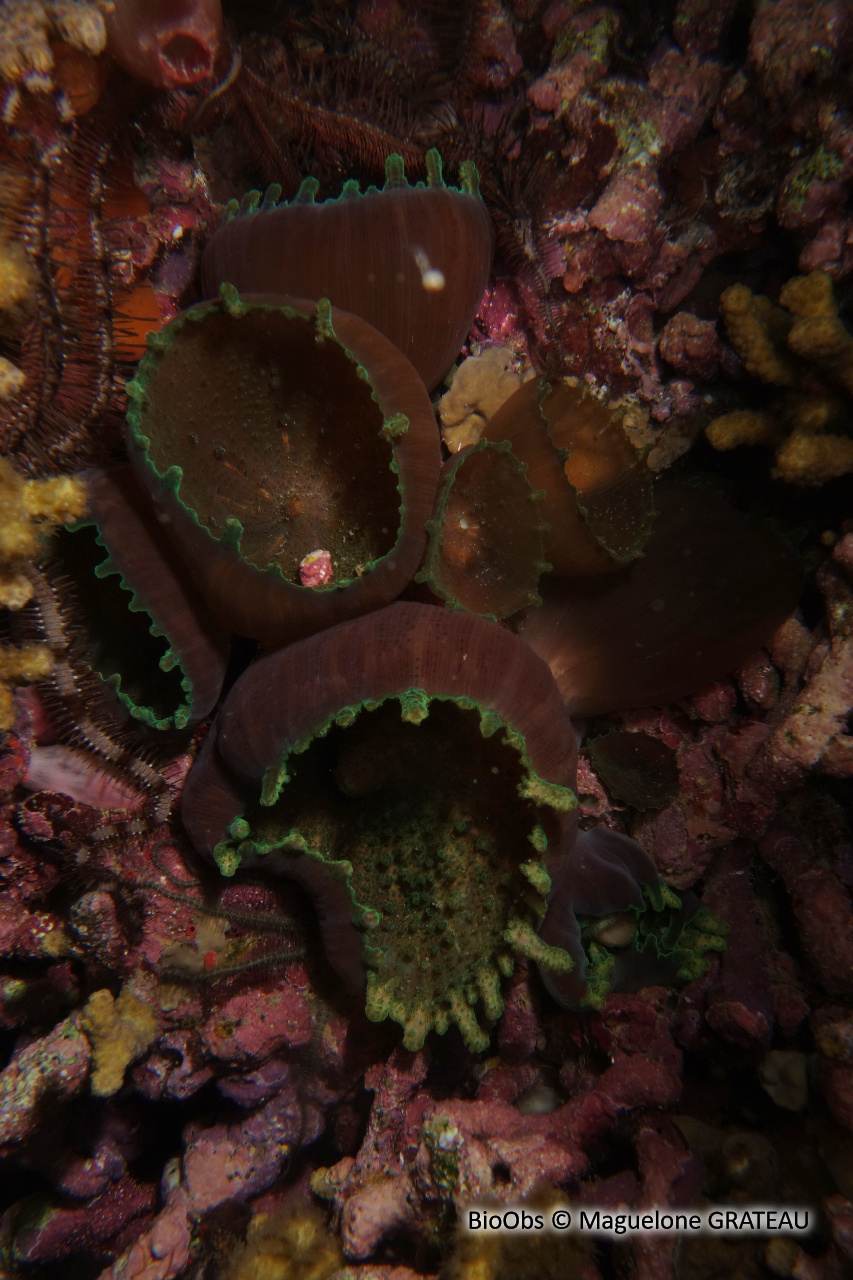 Corallimorphaire-ombrelle - Discosoma neglecta - Maguelone GRATEAU - BioObs