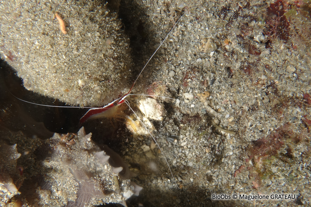 Crevette barbier caraïbes - Lysmata grabhami - Maguelone GRATEAU - BioObs