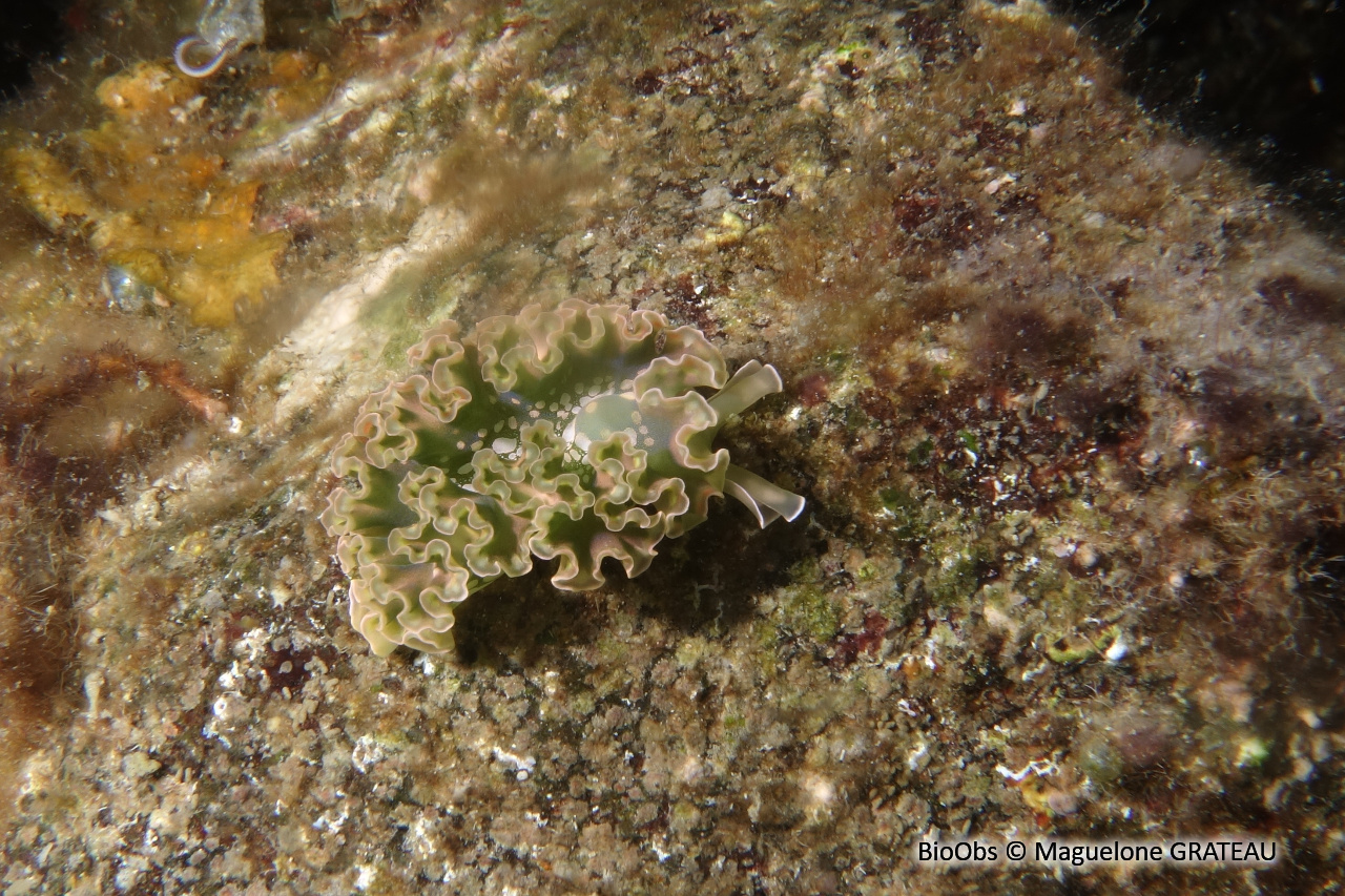 Limace de mer frisée - Elysia crispata - Maguelone GRATEAU - BioObs