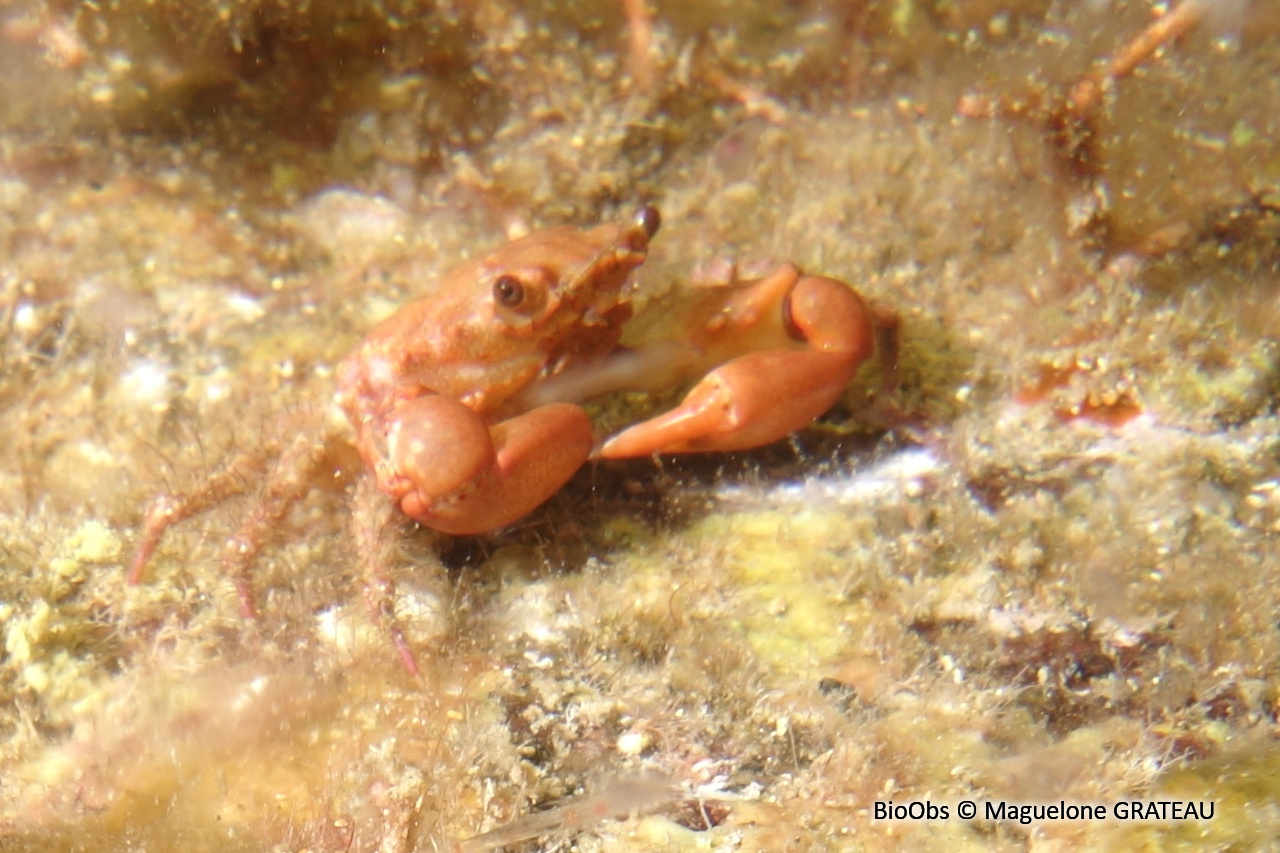 Petit crabe-araignée rouge à grandes pinces - Mithraculus forceps - Maguelone GRATEAU - BioObs