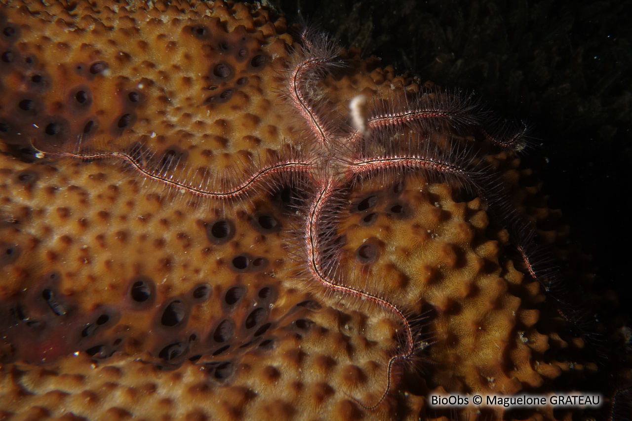 Ophiure des éponges - Ophiothrix (Acanthophiothrix) suensoni - Maguelone GRATEAU - BioObs