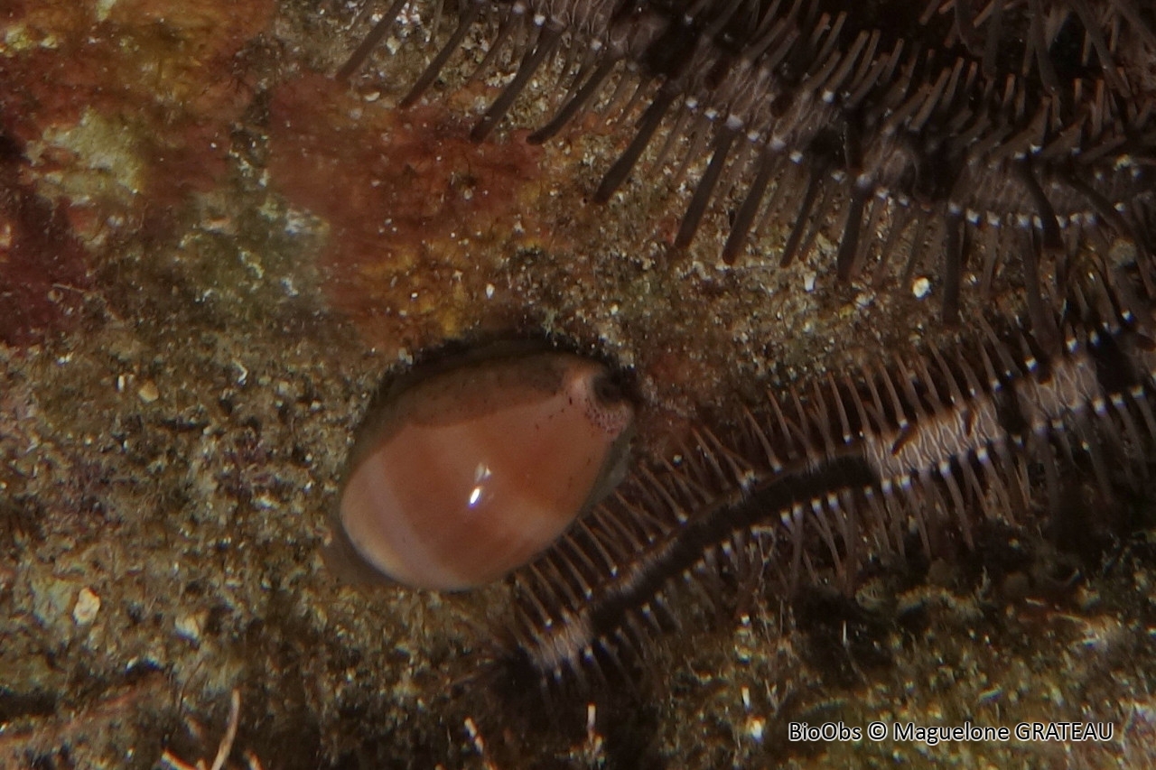 Porcelaine grise de l'atlantique - Luria cinerea - Maguelone GRATEAU - BioObs