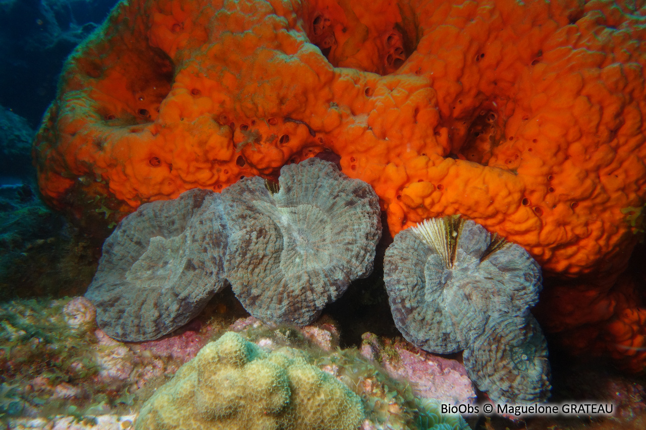 Corail-fleur épineux - Mussa angulosa - Maguelone GRATEAU - BioObs