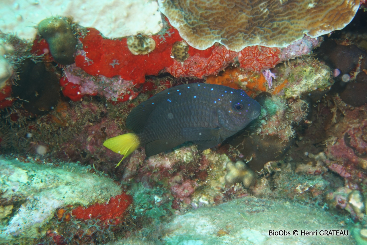 Chaffet queue jaune - Microspathodon chrysurus - Henri GRATEAU - BioObs