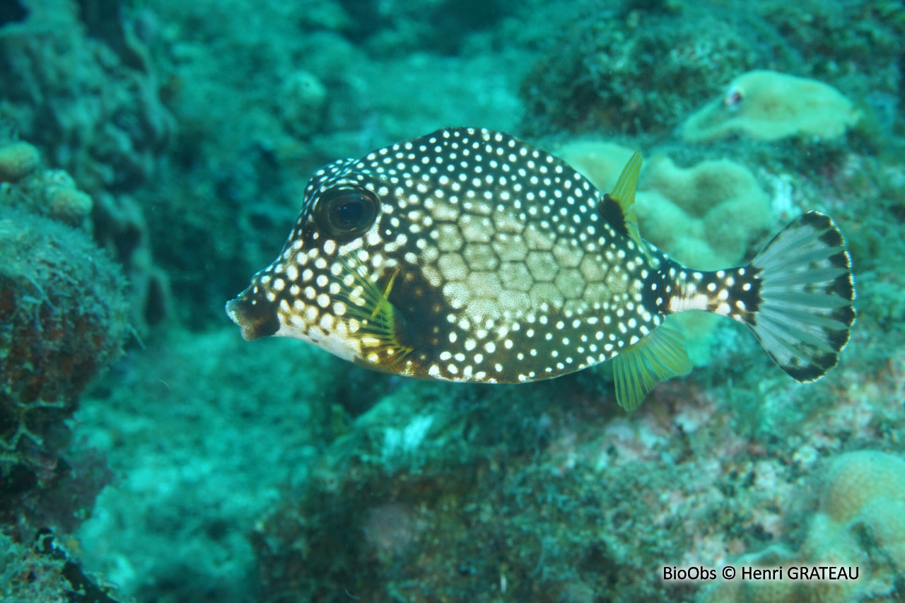 Coffre mouton - Lactophrys triqueter - Henri GRATEAU - BioObs