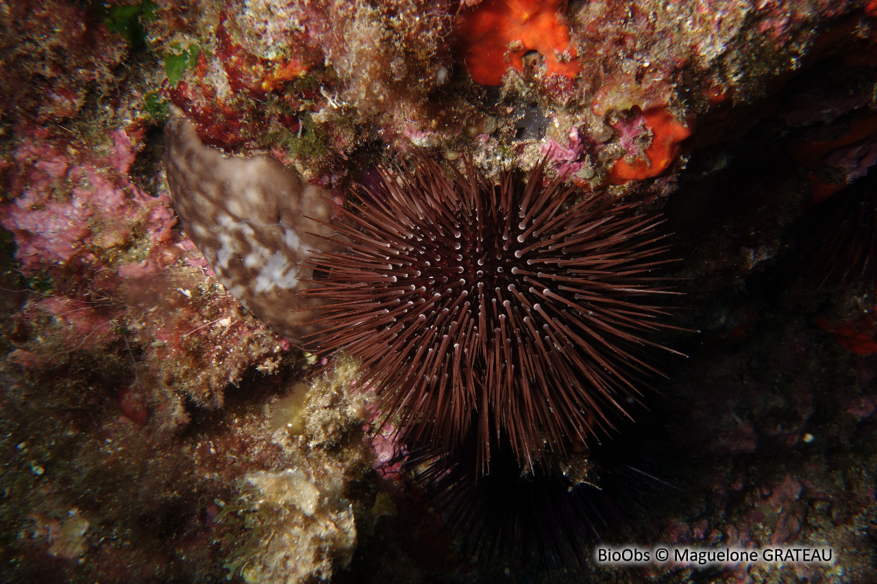 Oursin violet - Paracentrotus lividus - Maguelone GRATEAU - BioObs