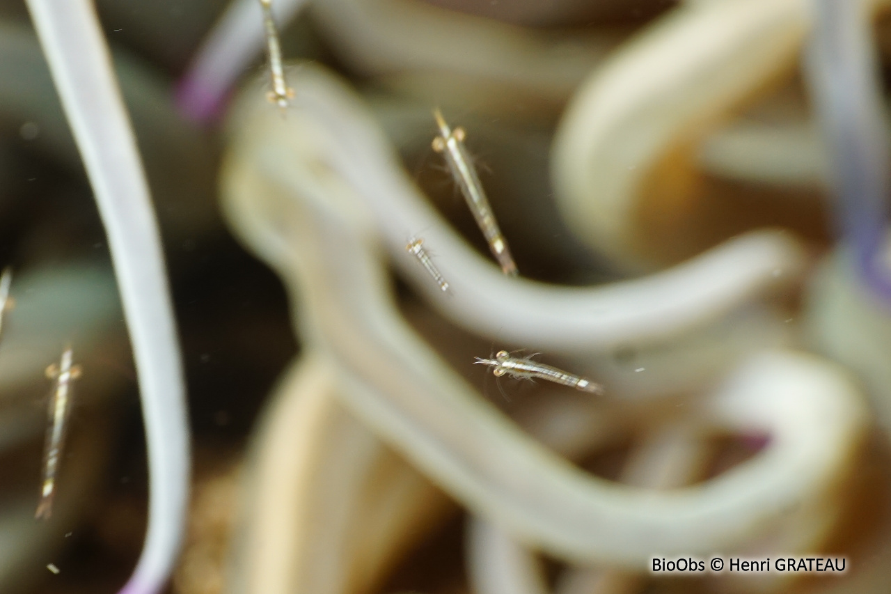 Crevette pélagique - Leptomysis mediterranea - Henri GRATEAU - BioObs