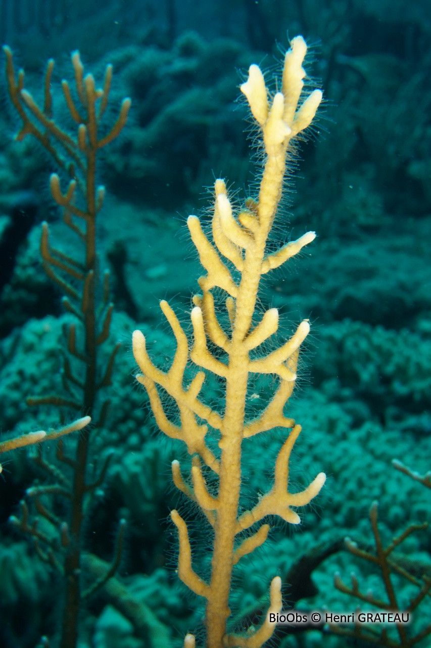 Corail de feu ramifié - Millepora dichotoma - Henri GRATEAU - BioObs