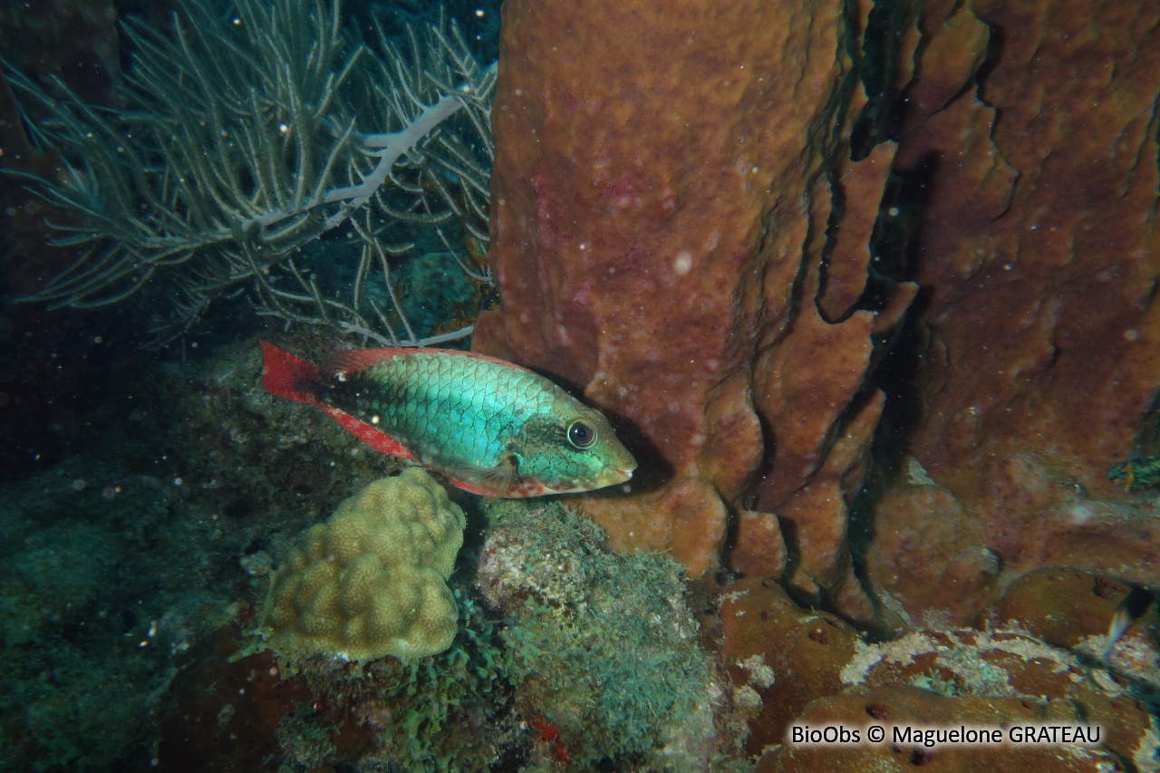 Perroquet à bride - Sparisoma aurofrenatum - Maguelone GRATEAU - BioObs
