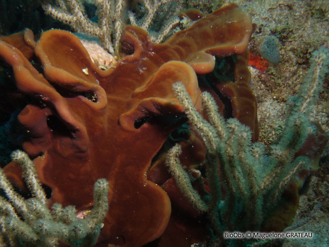 Eponge-bol brune - Cribrochalina vasculum - Maguelone GRATEAU - BioObs