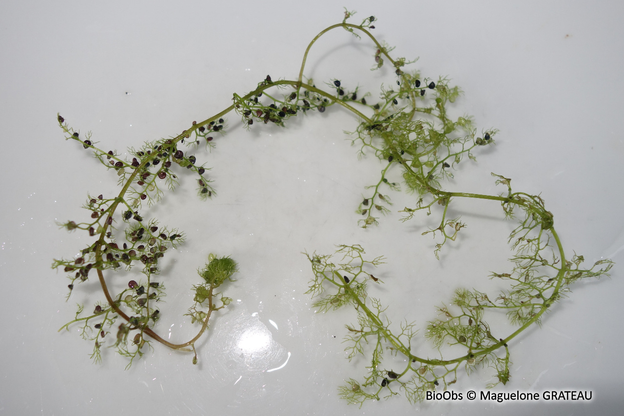 Grande utriculaire - Utricularia australis - Maguelone GRATEAU - BioObs