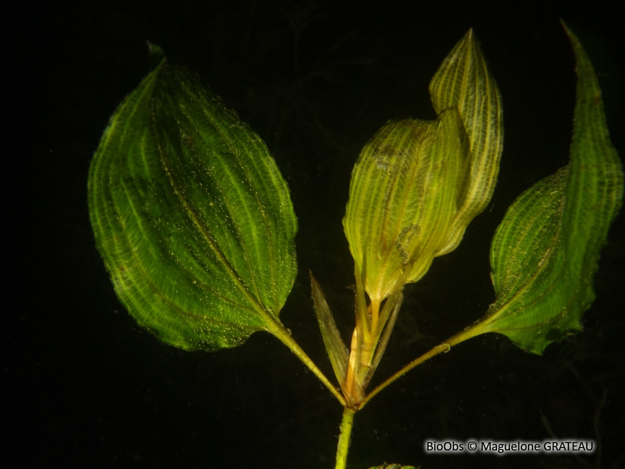 Potamot coloré - Potamogeton coloratus - Maguelone GRATEAU - BioObs