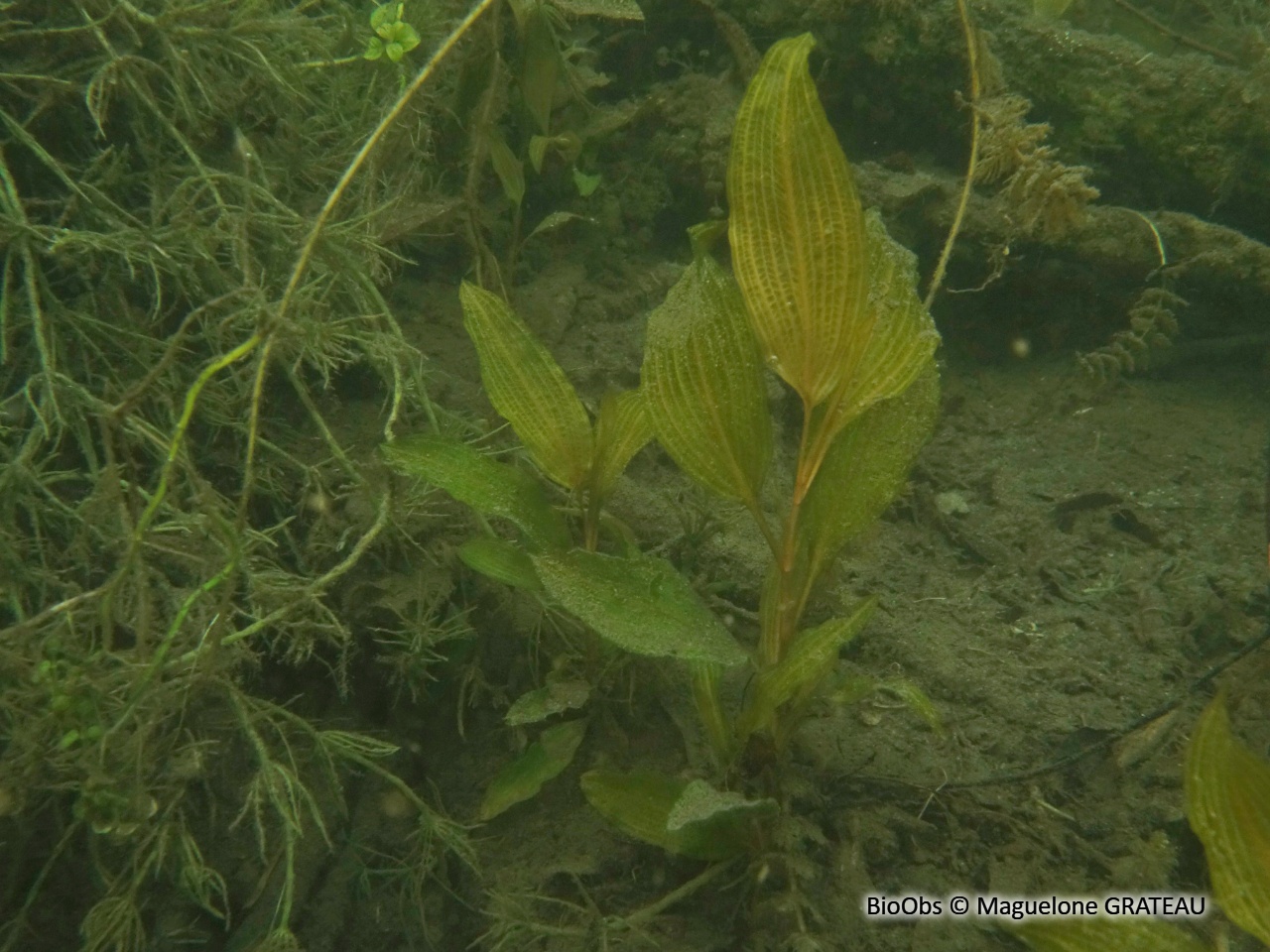 Potamot coloré - Potamogeton coloratus - Maguelone GRATEAU - BioObs