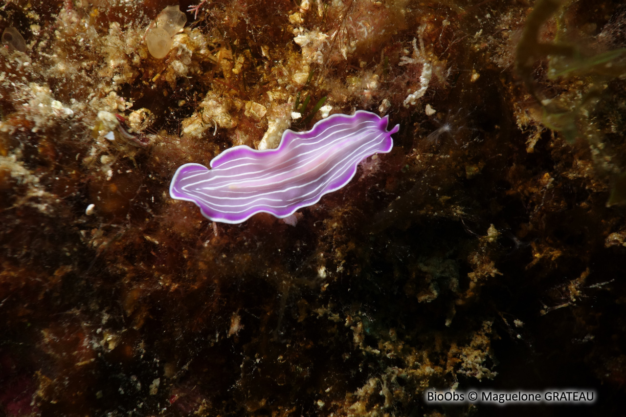 Ver plat rose de Méditerranée - Prostheceraeus roseus - Maguelone GRATEAU - BioObs