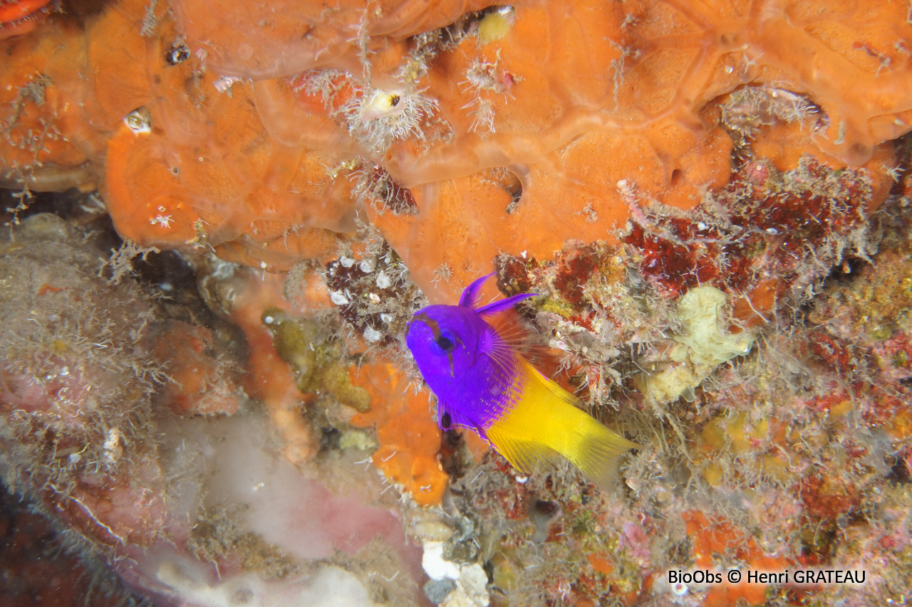 Gramma royal - Gramma loreto - Henri GRATEAU - BioObs