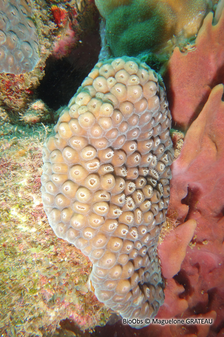 Grand corail étoilé - Montastraea cavernosa - Maguelone GRATEAU - BioObs