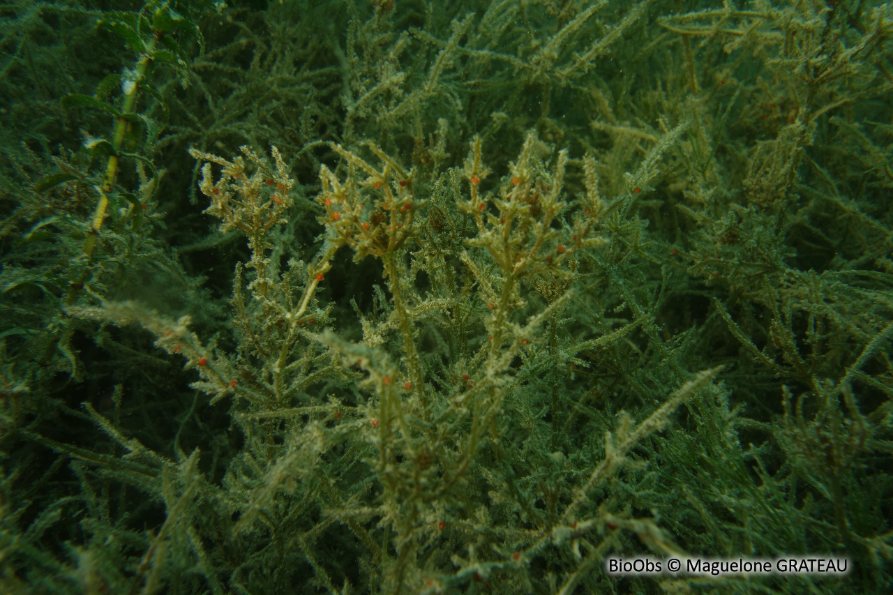Chara orangée - Chara tomentosa - Maguelone GRATEAU - BioObs