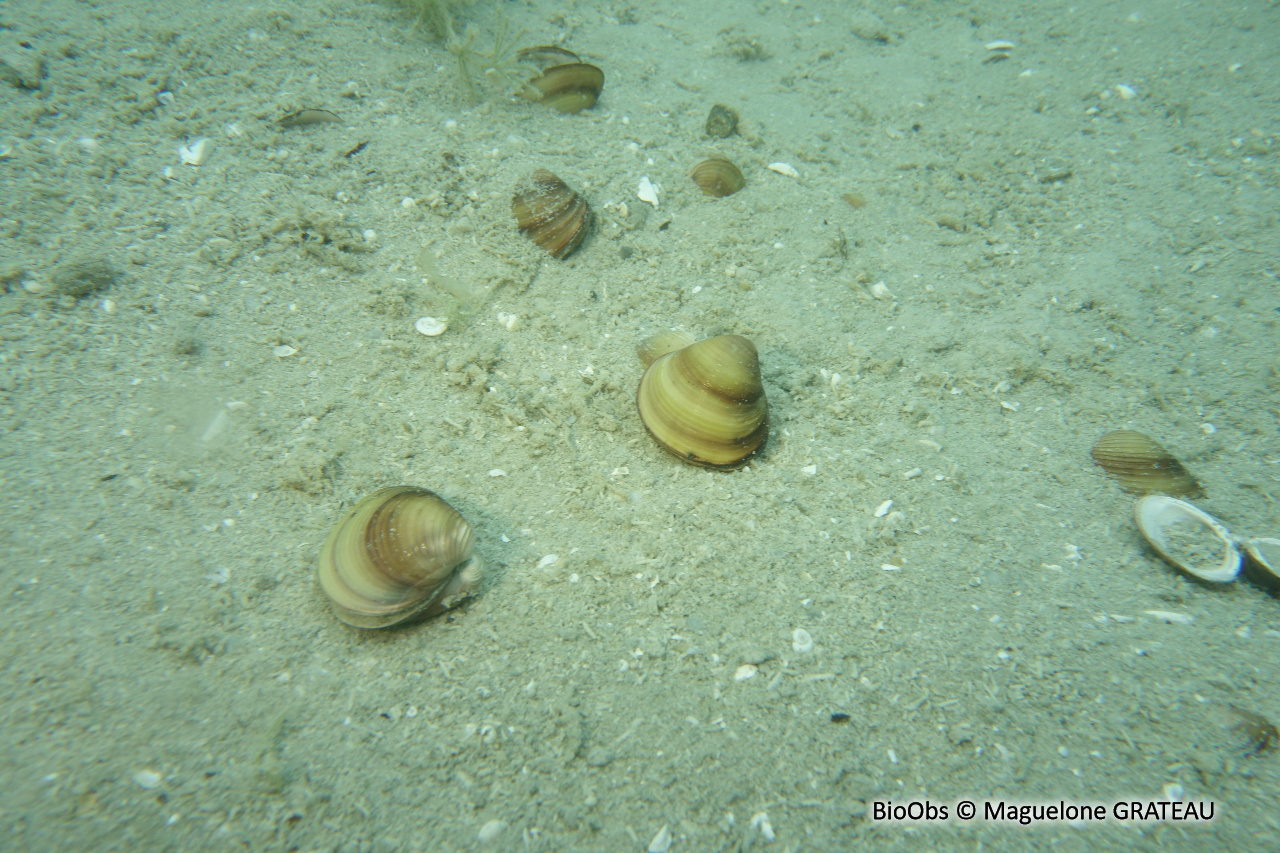 Corbicule asiatique - Corbicula fluminea - Maguelone GRATEAU - BioObs