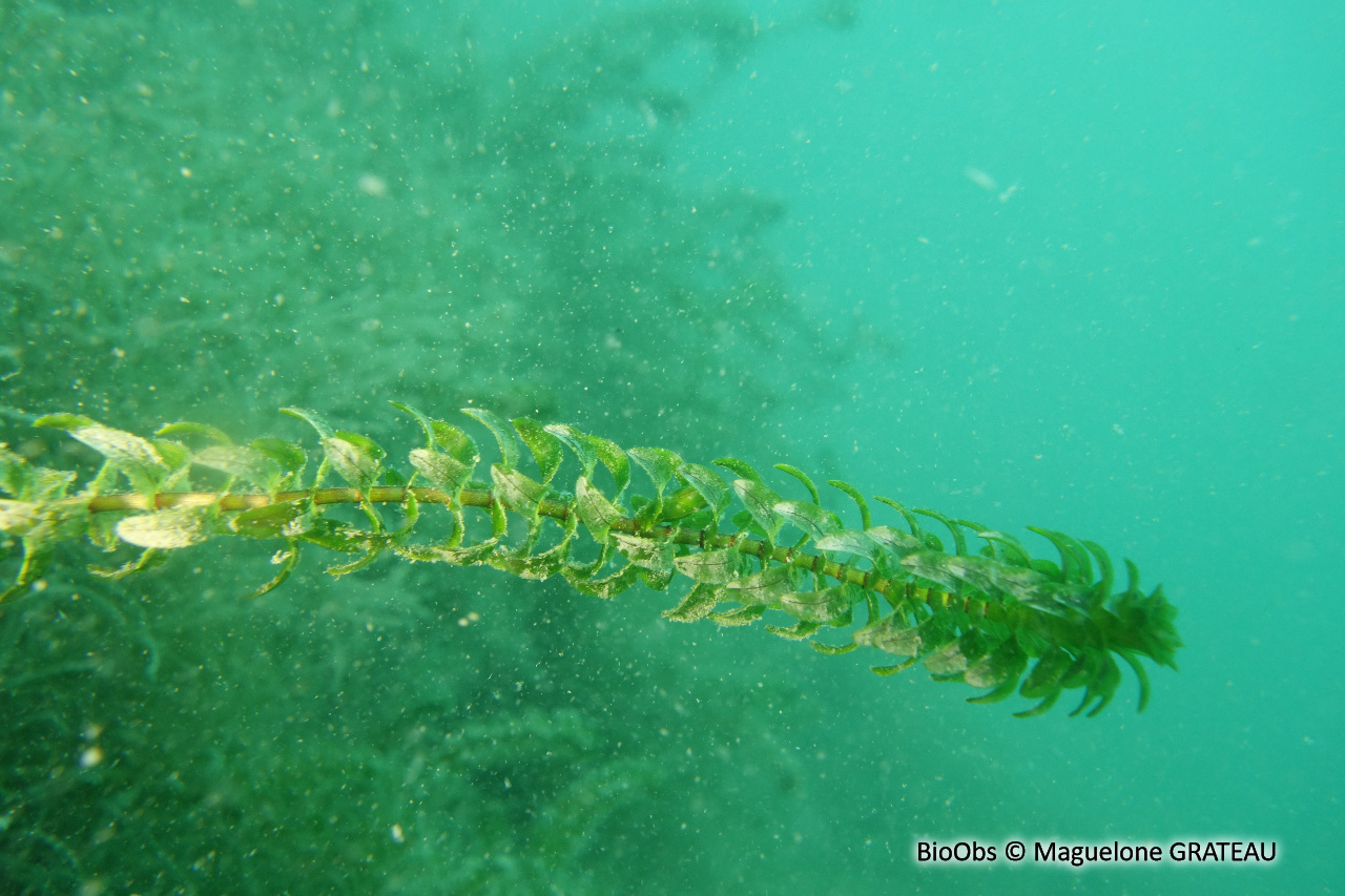 Élodée du Canada - Elodea canadensis - Maguelone GRATEAU - BioObs