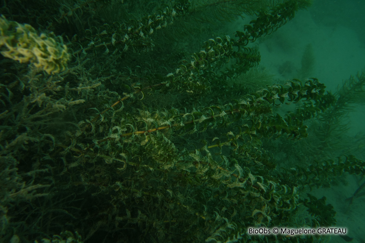 Élodée du Canada - Elodea canadensis - Maguelone GRATEAU - BioObs