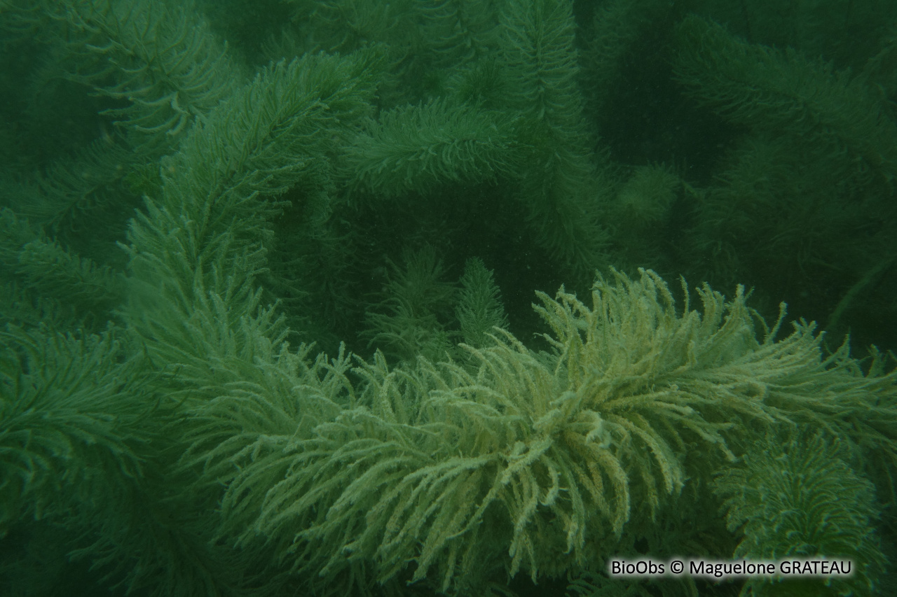 Pesse - Hippuris vulgaris - Maguelone GRATEAU - BioObs