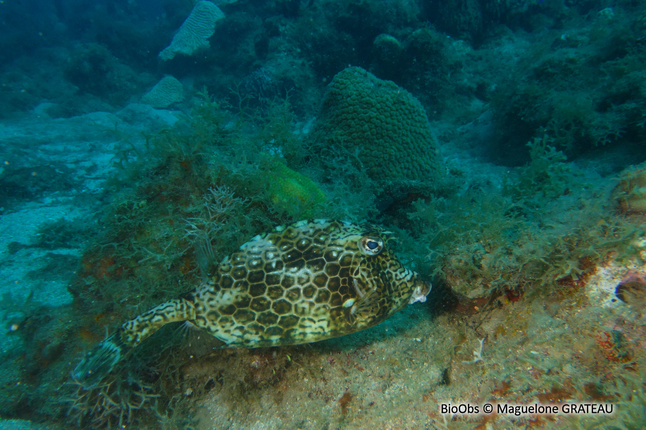 Coffre nid d'abeille - Acanthostracion polygonius - Maguelone GRATEAU - BioObs